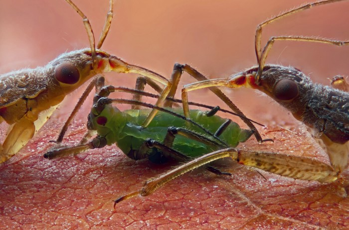 Life Under the Microscope - In Focus - The Atlantic 3