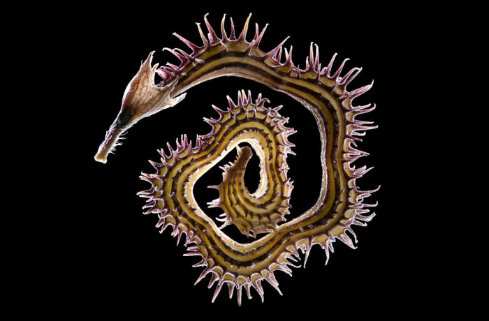 Life Under the Microscope - In Focus - The Atlantic 1