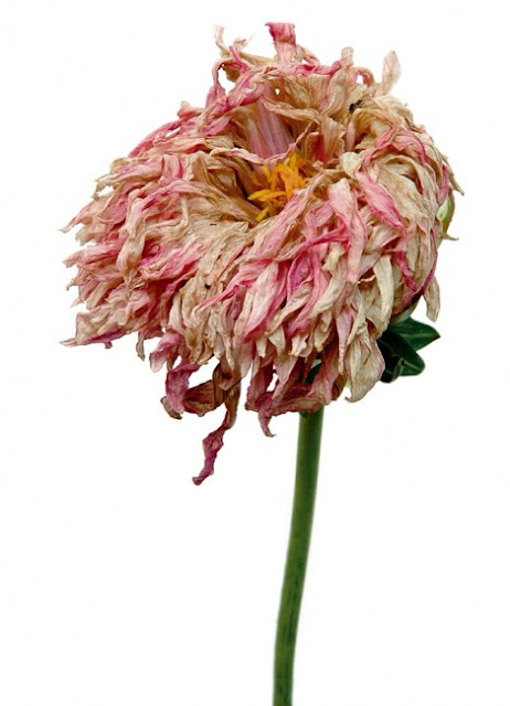 wilted flowers by Rachel Lévy