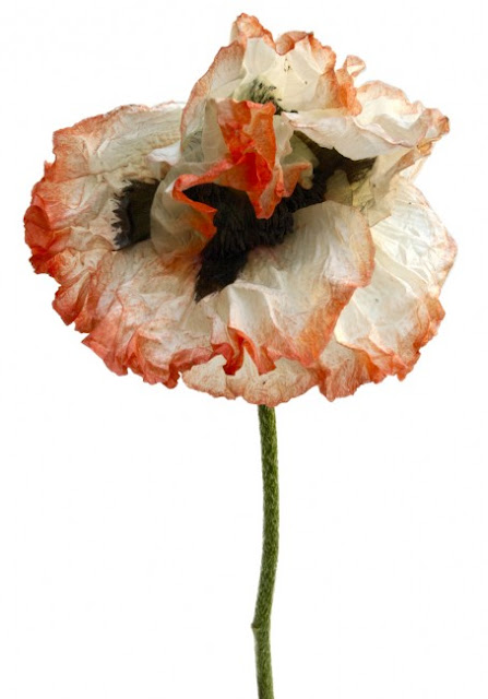 wilted flowers by Rachel Lévy