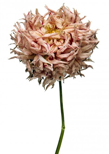 wilted flowers by Rachel Lévy