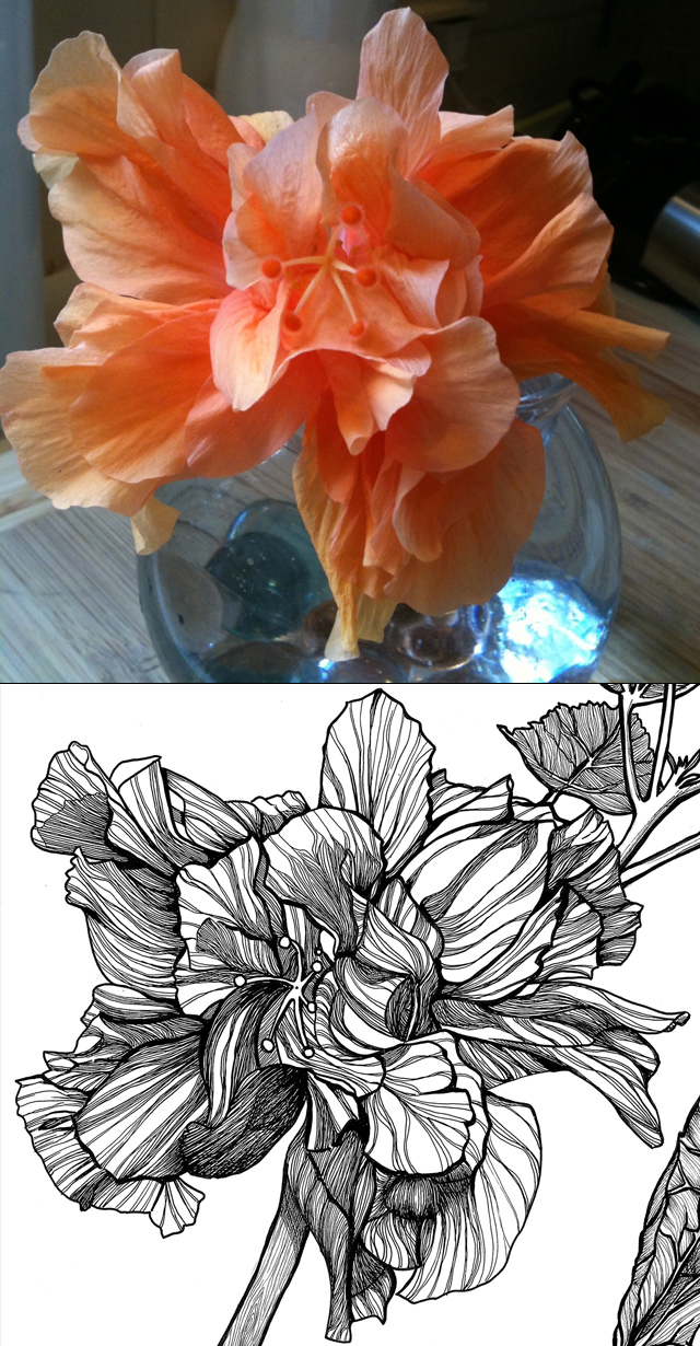 Hibiscus_Shoot it, Ink it