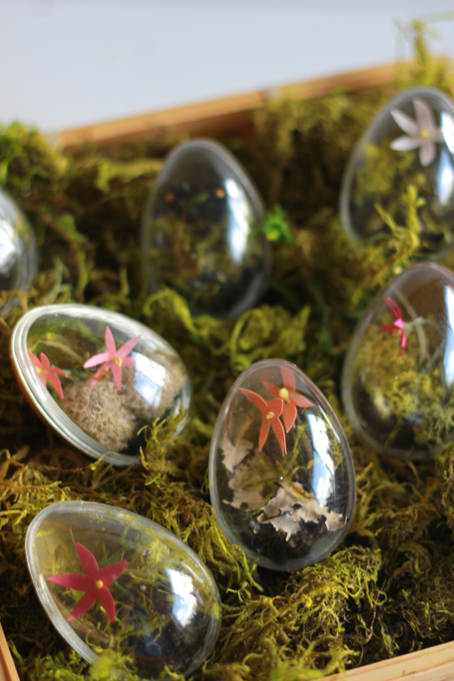 Easter egg terrariums