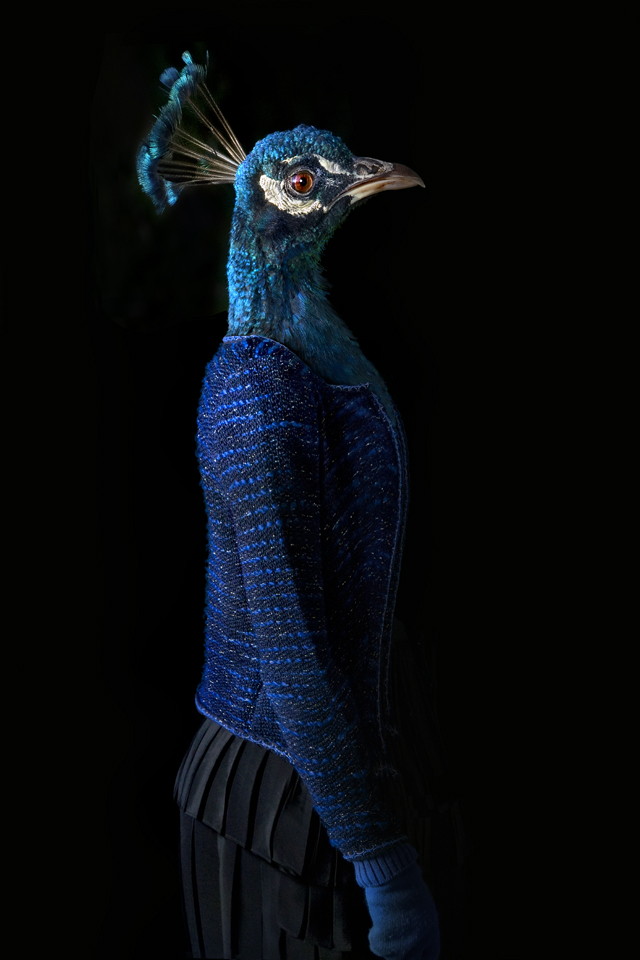 dressed animals Photographed by Miguel Vallinas2