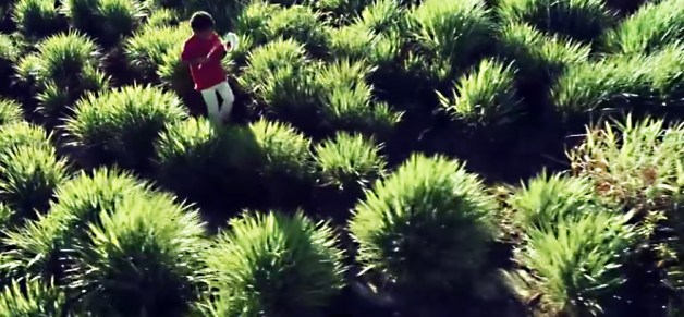 I'm Alive Brazil Rainforest