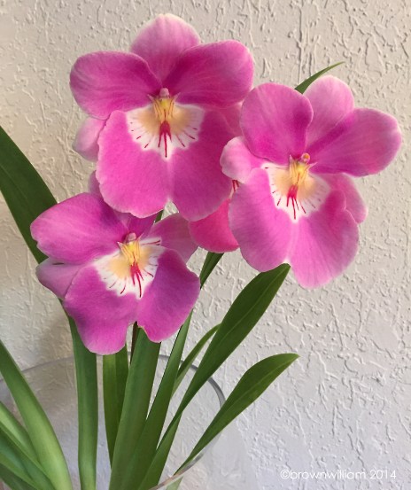 Milt. Linda Lingle 'Kia'aina'Orchid